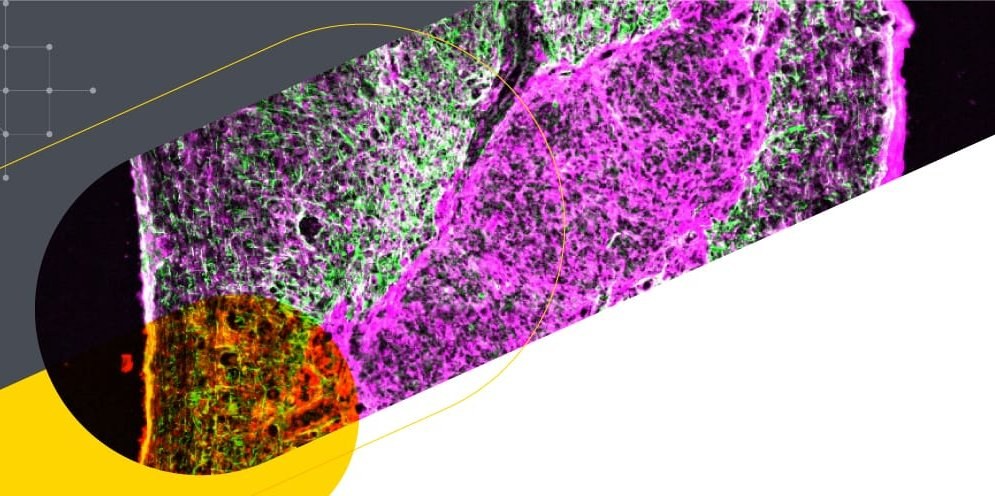 Whats App Image 2025 11 13 at 12 42 32