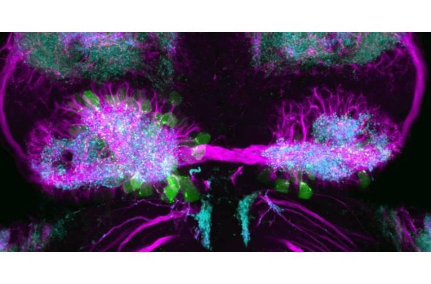 Científicos identifican gen que permite comprender la regulación de asimetrías neuronales en el cerebro