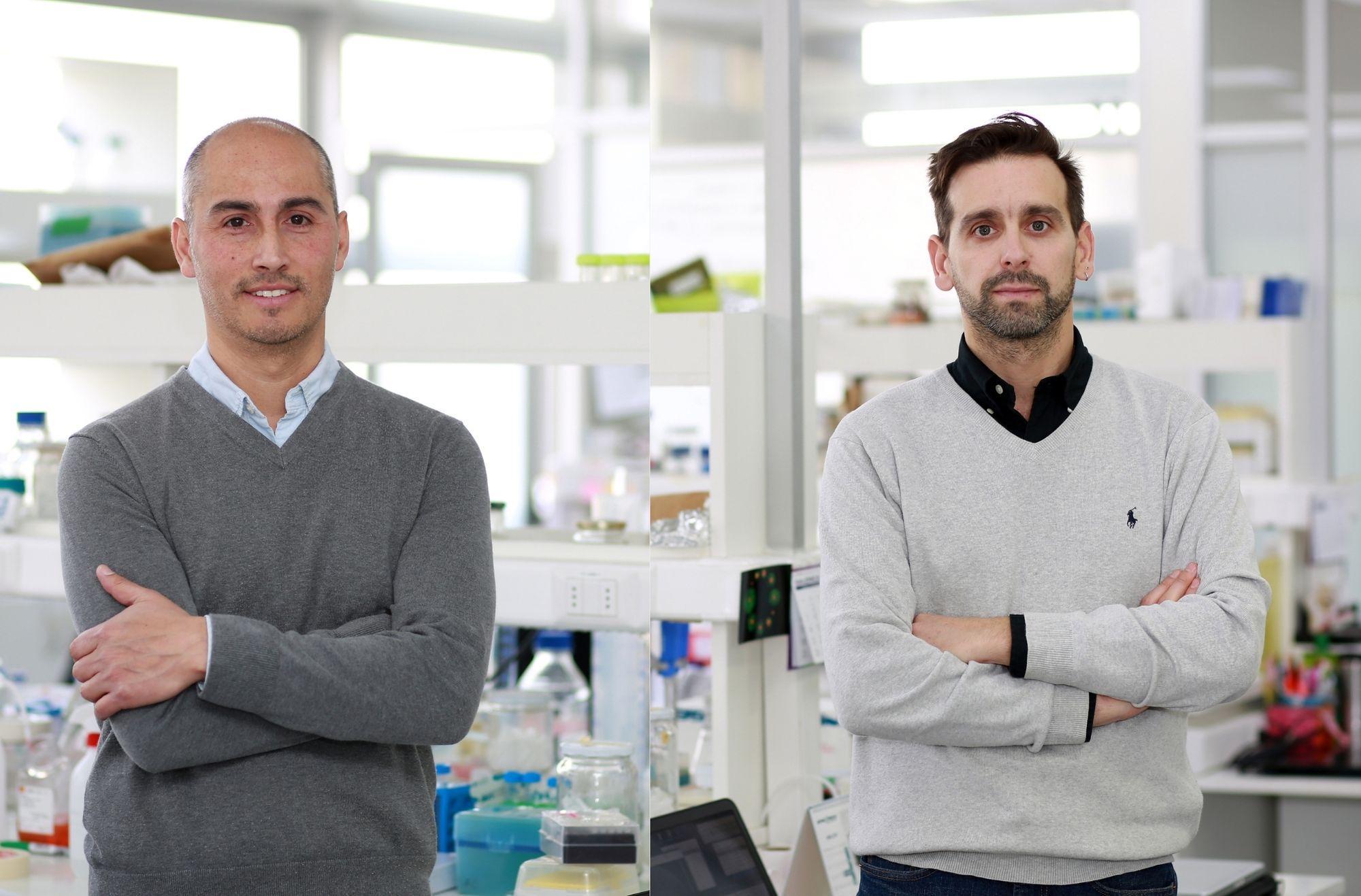 Científicos chilenos buscan mejorar la eficacia de la vacuna contra el Covid-19 a través de las bacterias del intestino