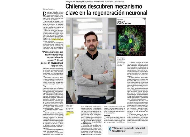 Científicos U. Mayor descubren mecanismo clave en la regeneración neuronal